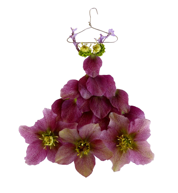 Hellebore roses of winter