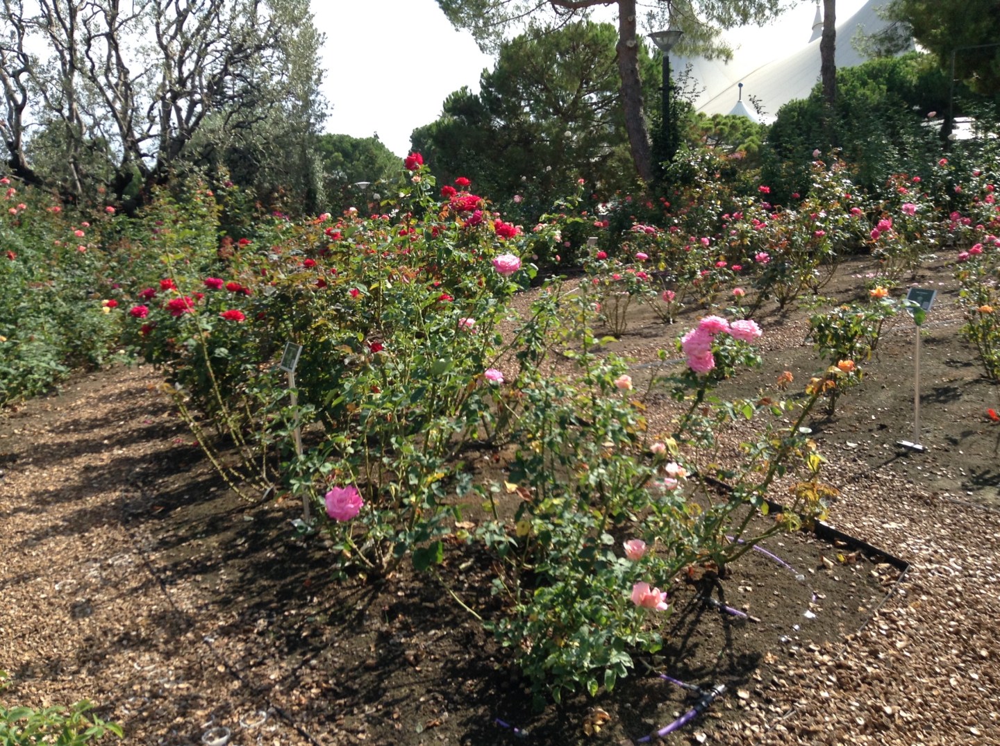 Mnday Roses Monday in Roses – Glorialana Magazine