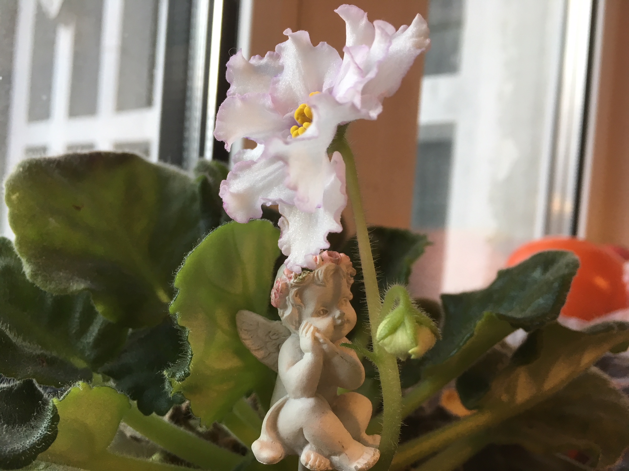 Waiting for blooming.JPG